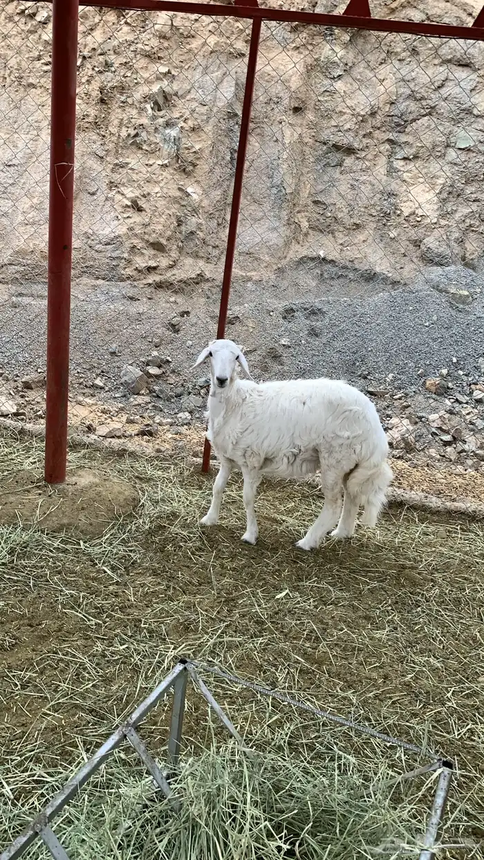 رخال اعياد فل شحم( تم البيع ) 1