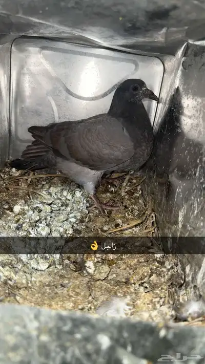 زغاليل ذبح الان 2