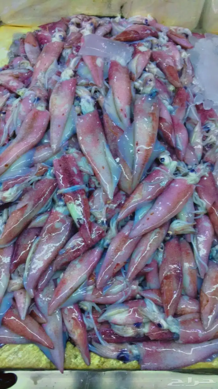 سمك طازه ثمار البحر 17
