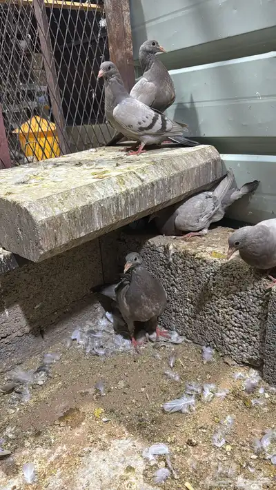 زغاليل ذبح الان 1