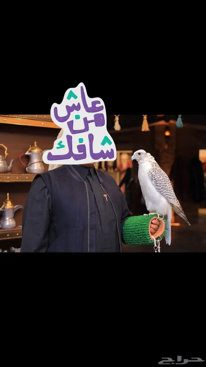 الايجار الصقور مع الصقار الحتفلات والمناسبات بسعر مناسب 11