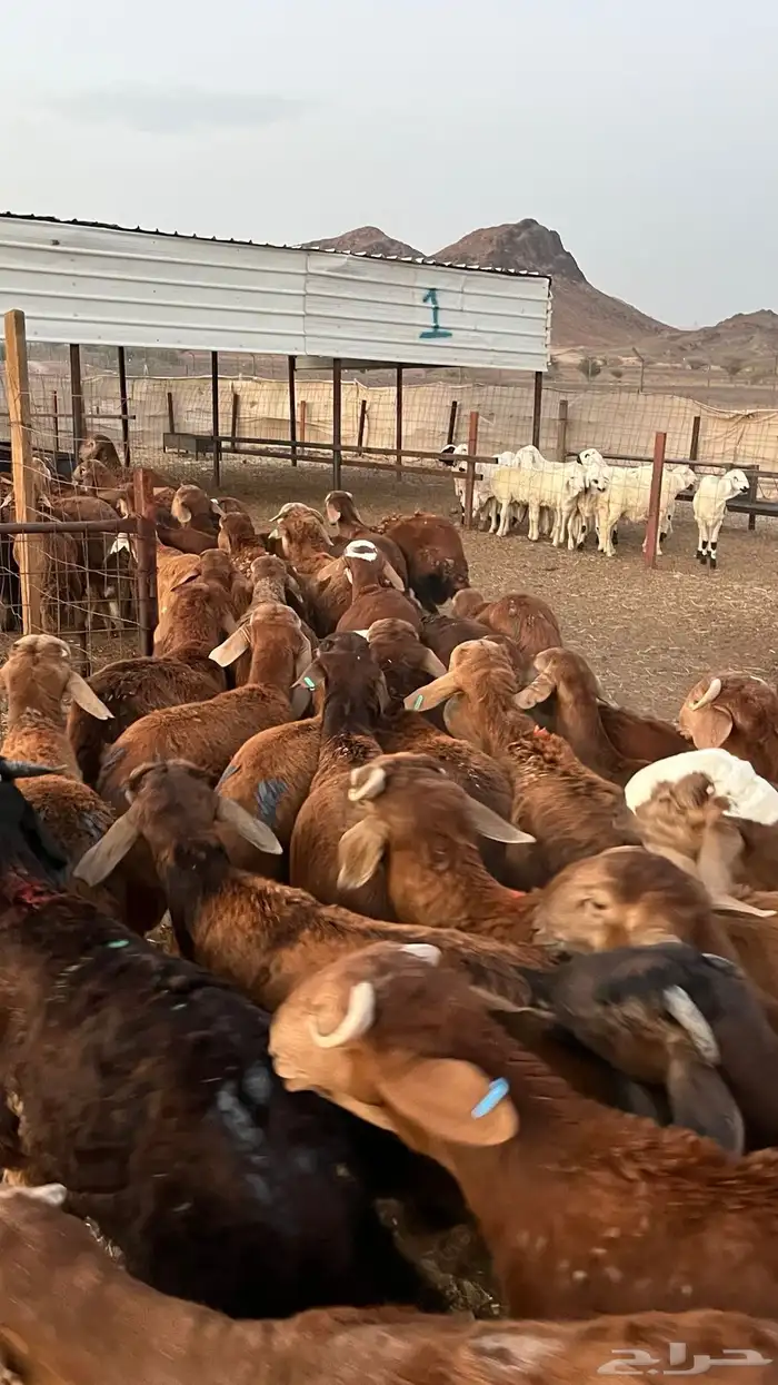 طليان سواكن حمري مرابى جادعان 3