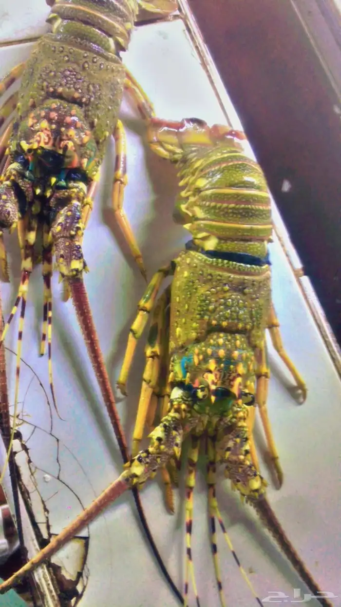 سمك طازه ثمار البحر 6