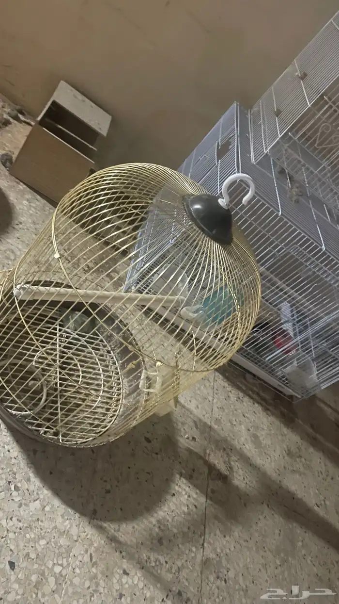 شبوك 0