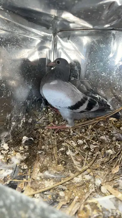 زغاليل ذبح الان 0