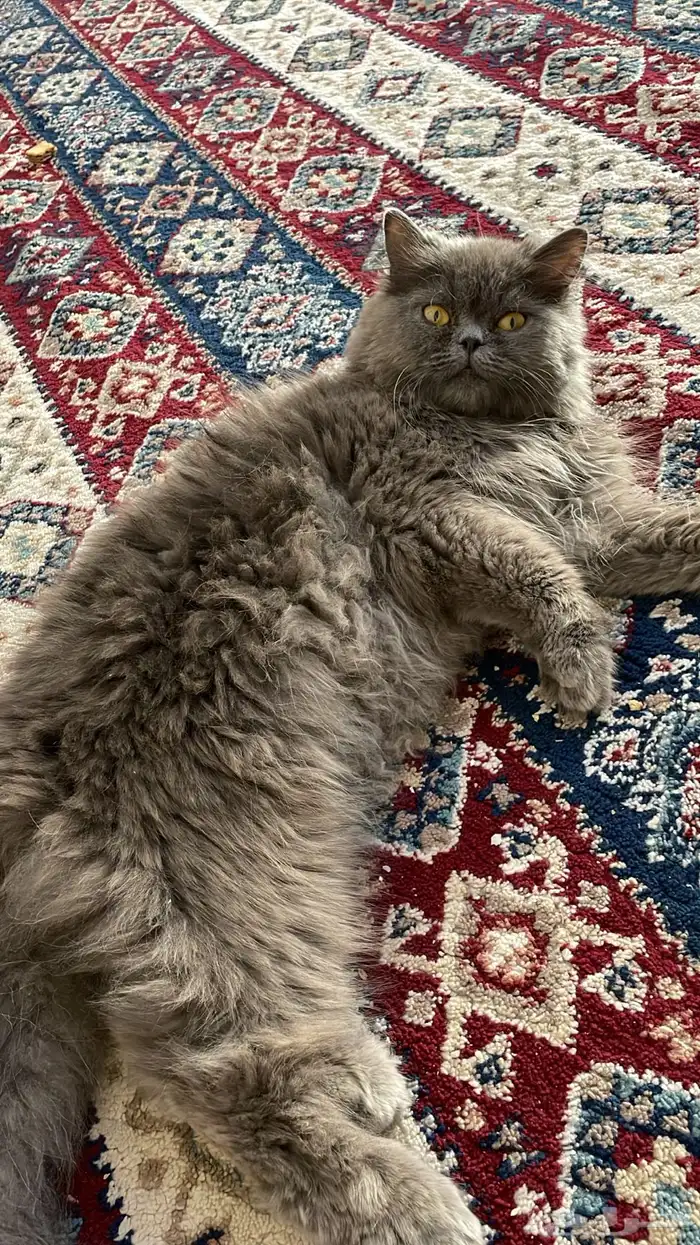 قطوه 0