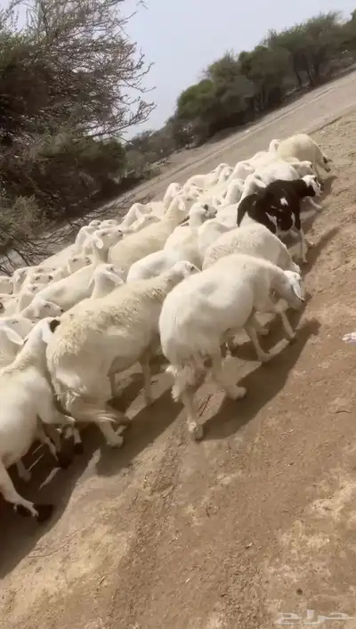 غنم 2