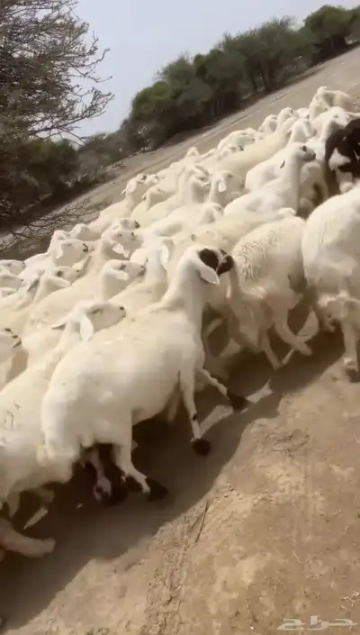 غنم 0