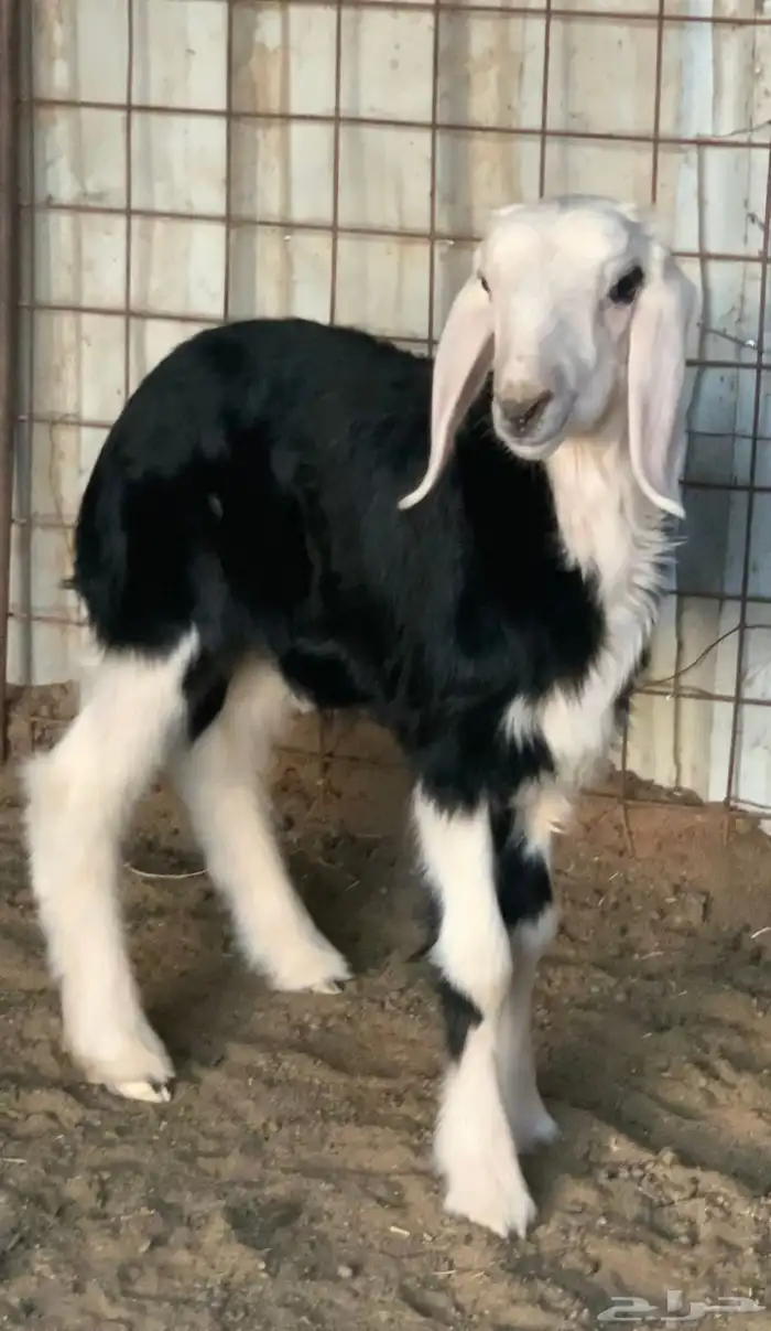 بسم الله ماشاءالله   للبيع طليان نجد نظيفه ومشروطه الصحه 15