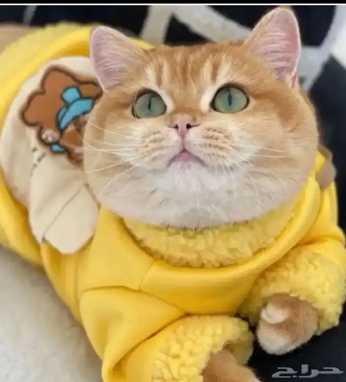 للتزاوج بسعر200 قط برتش مسجل يوجدقطط للبيع 0