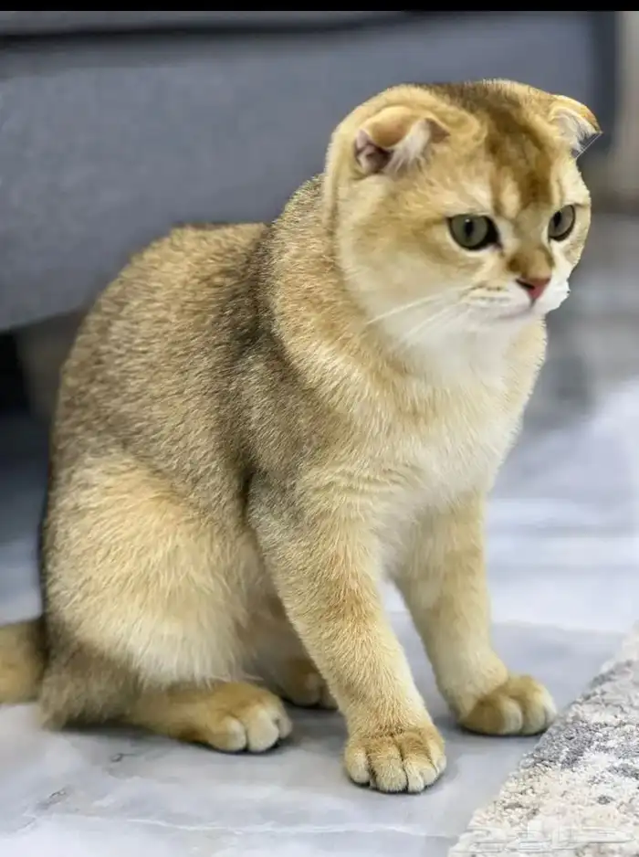 Gold Scottish Fold 1