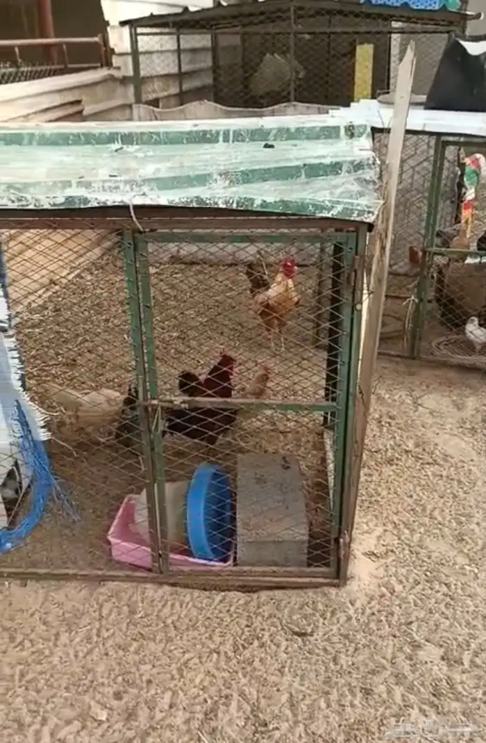 دجاج معهم ديكه للبيع 0