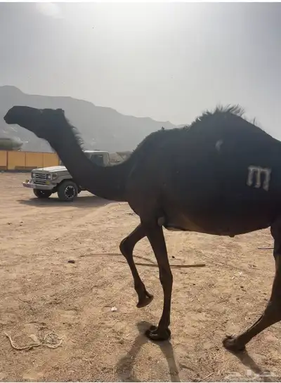 ناقه ميت 0