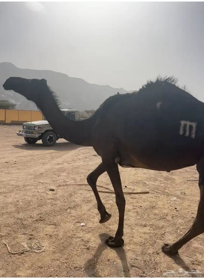 ناقه ميت 0