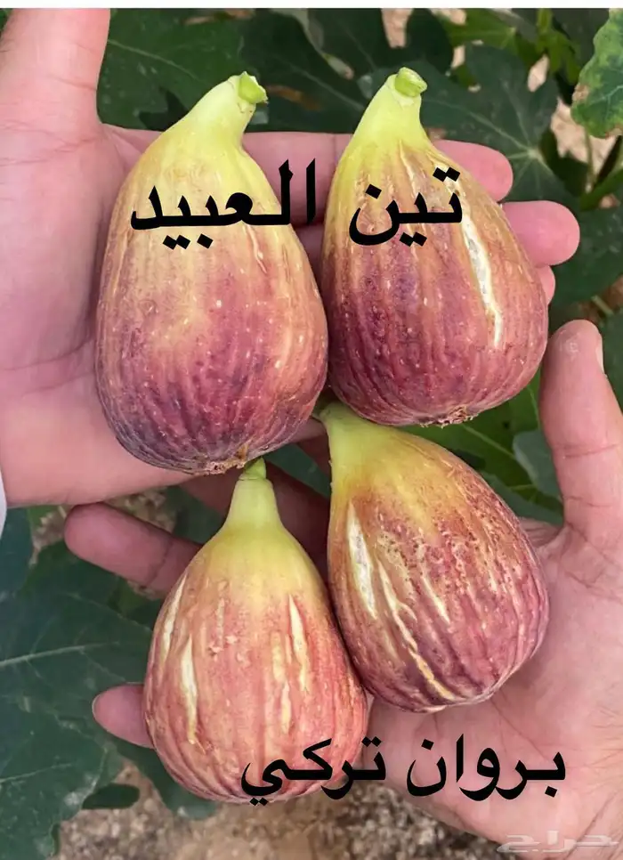 شتلات تين للبيع 7