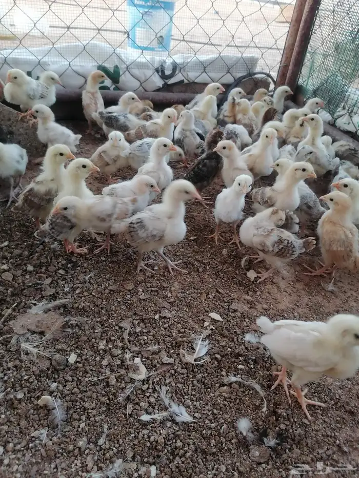 صوص دجاج بلدي 1