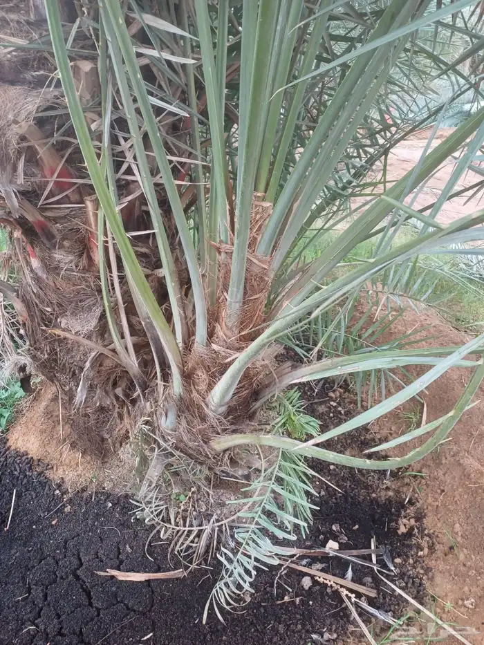 جثايث هلالي وفروخ هلالي طيبات 0