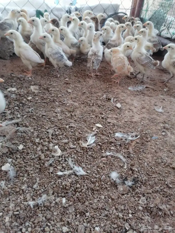 صوص دجاج بلدي 2