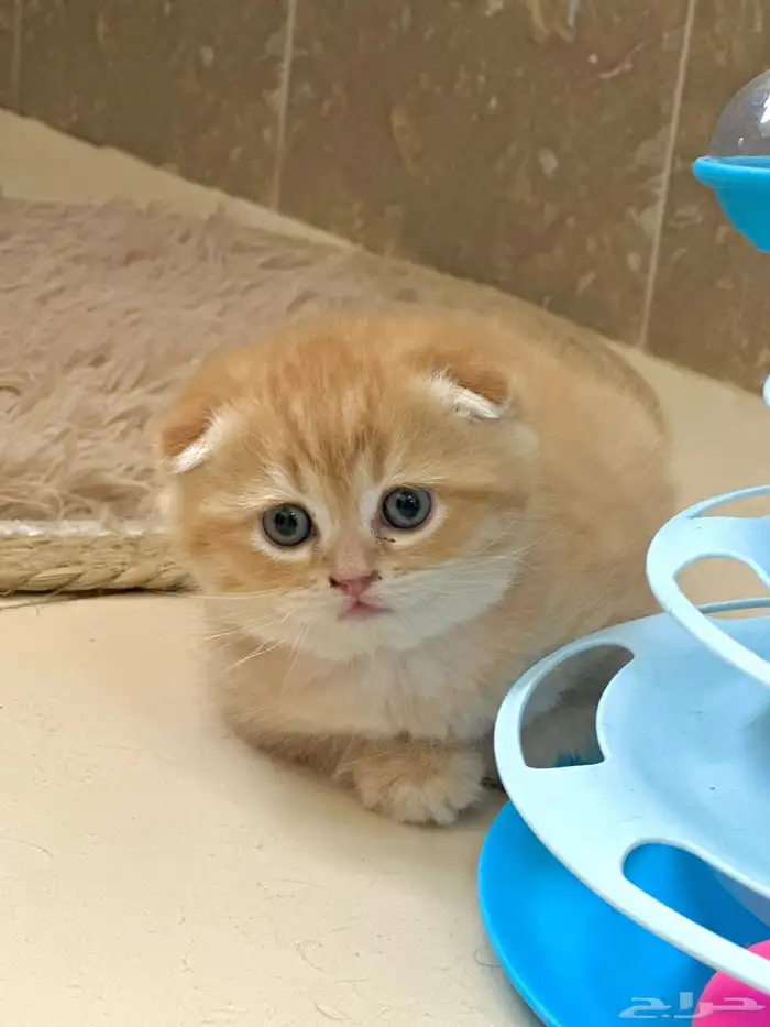 قطط كتن للبيع 0