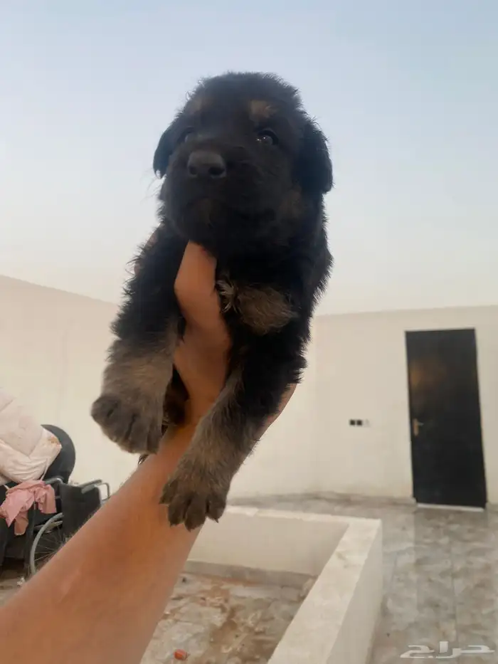 جروي جيرمن شو لين لونق هير 0