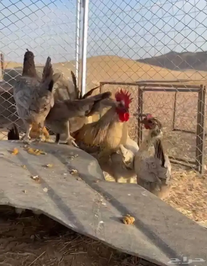 دجاج للبيع 5