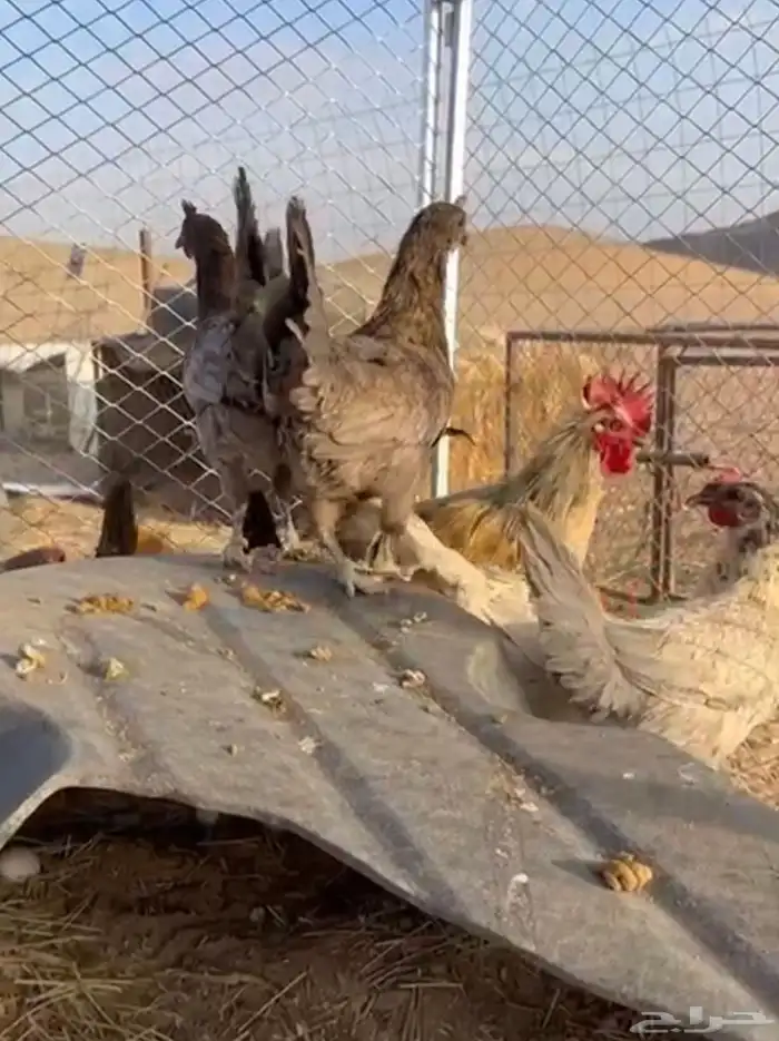 دجاج للبيع 7