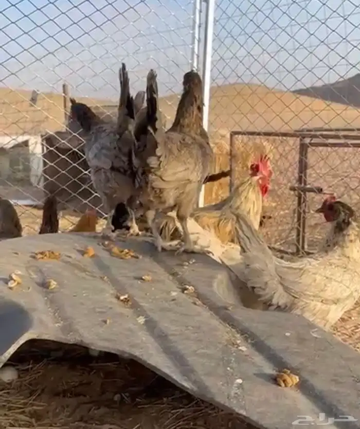 دجاج للبيع 4
