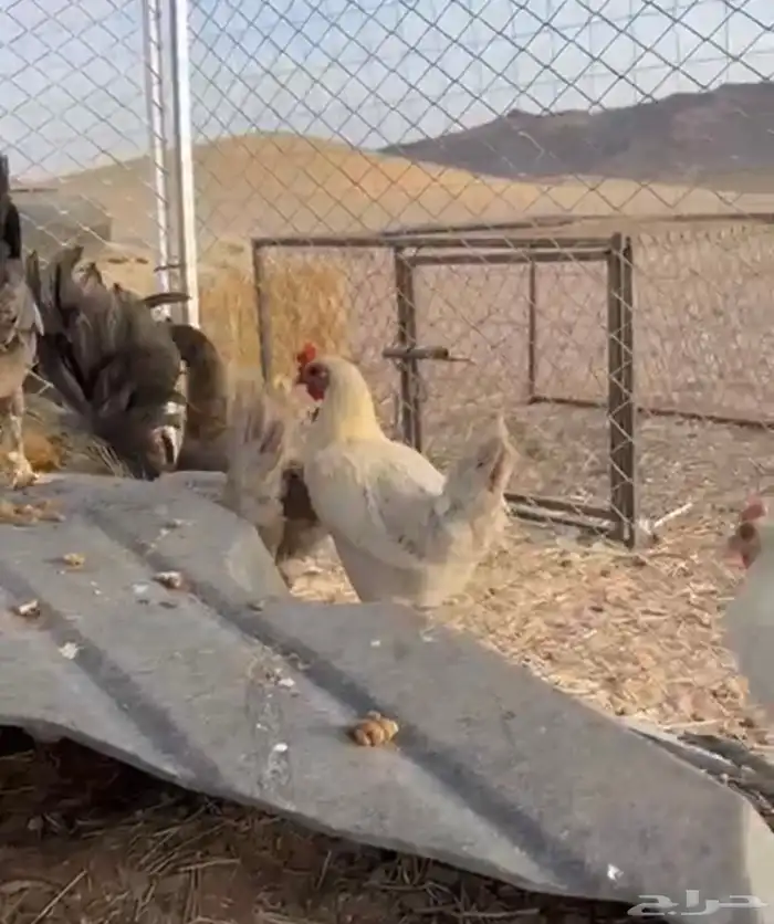 دجاج للبيع 1