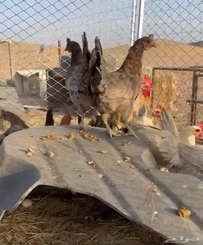 دجاج للبيع 3