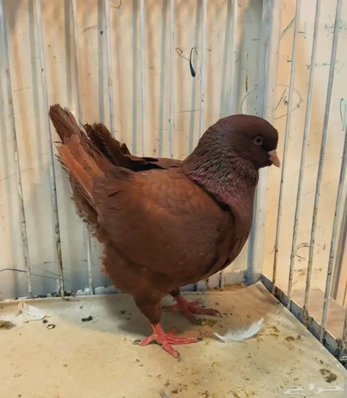 جوز مودينا مستوى قوي 1