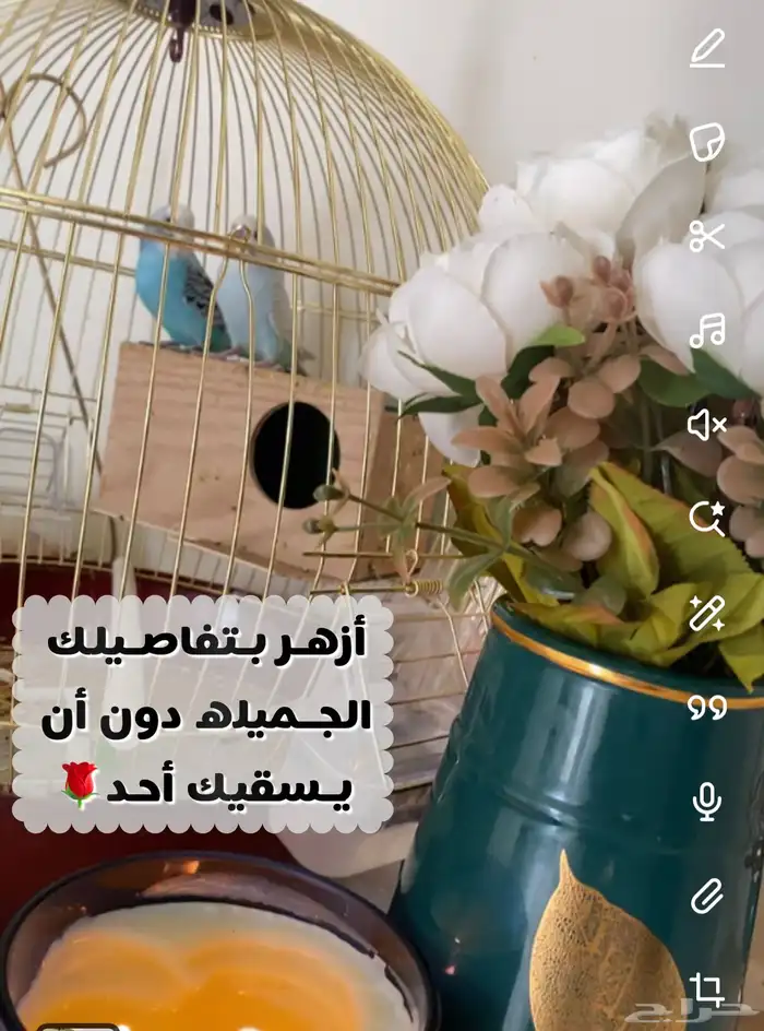 زوج عصفور بادجي 0