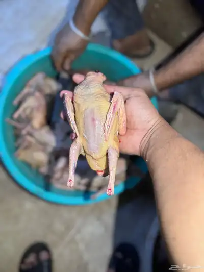 زغاليل ذبح الان 3