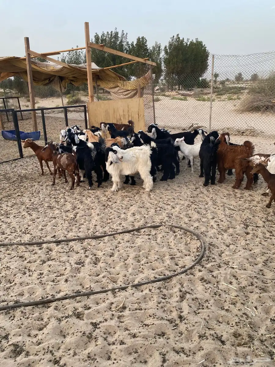 ذبايح للبيع تيوس عوارض وجنوبيات جفار 1