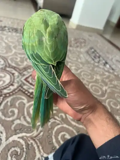 دره عمره 6 شهور تقريبا الليف وهدد داخلي 5