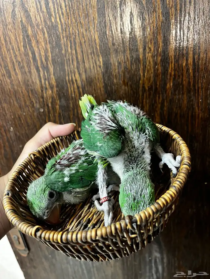 فروخ دره نيبالي 2