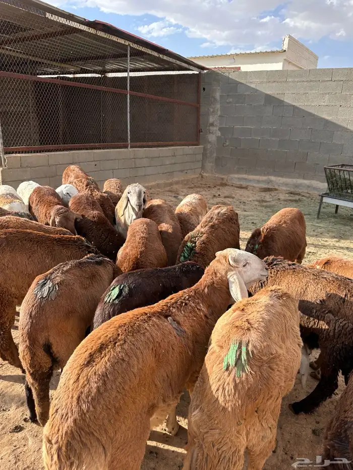 ذبايح بريه 1