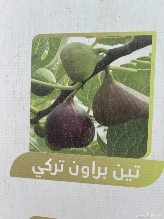 شتلات تين للبيع 4