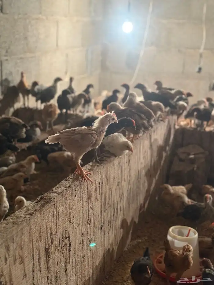 دجاج صوص فيوم وبلدي العمر شهر 3
