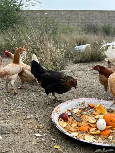 دجاج للبيع العدد 8 10