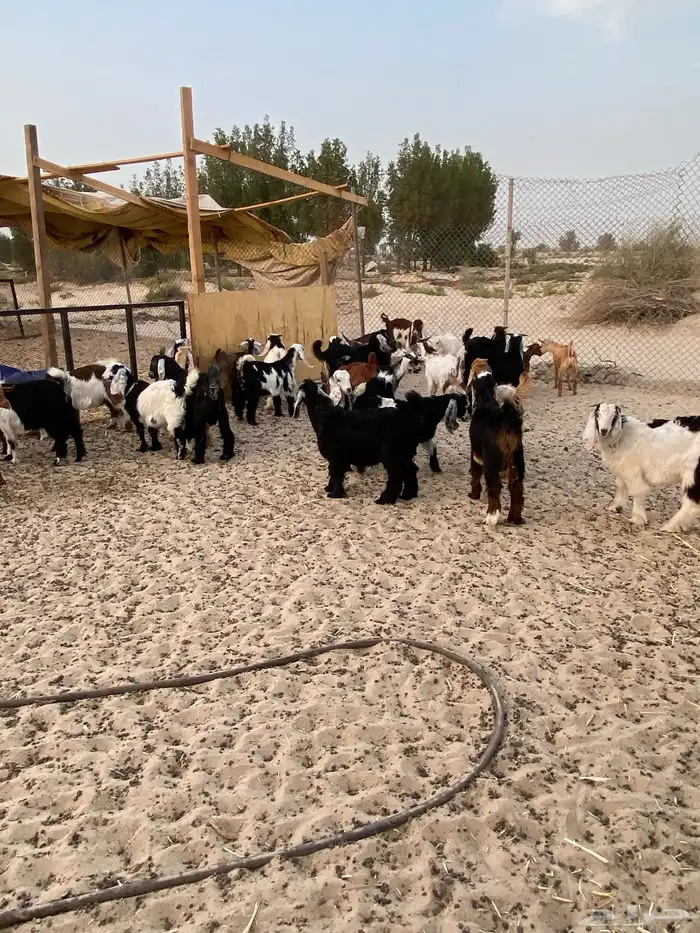 ذبايح للبيع تيوس عوارض وجنوبيات جفار 0
