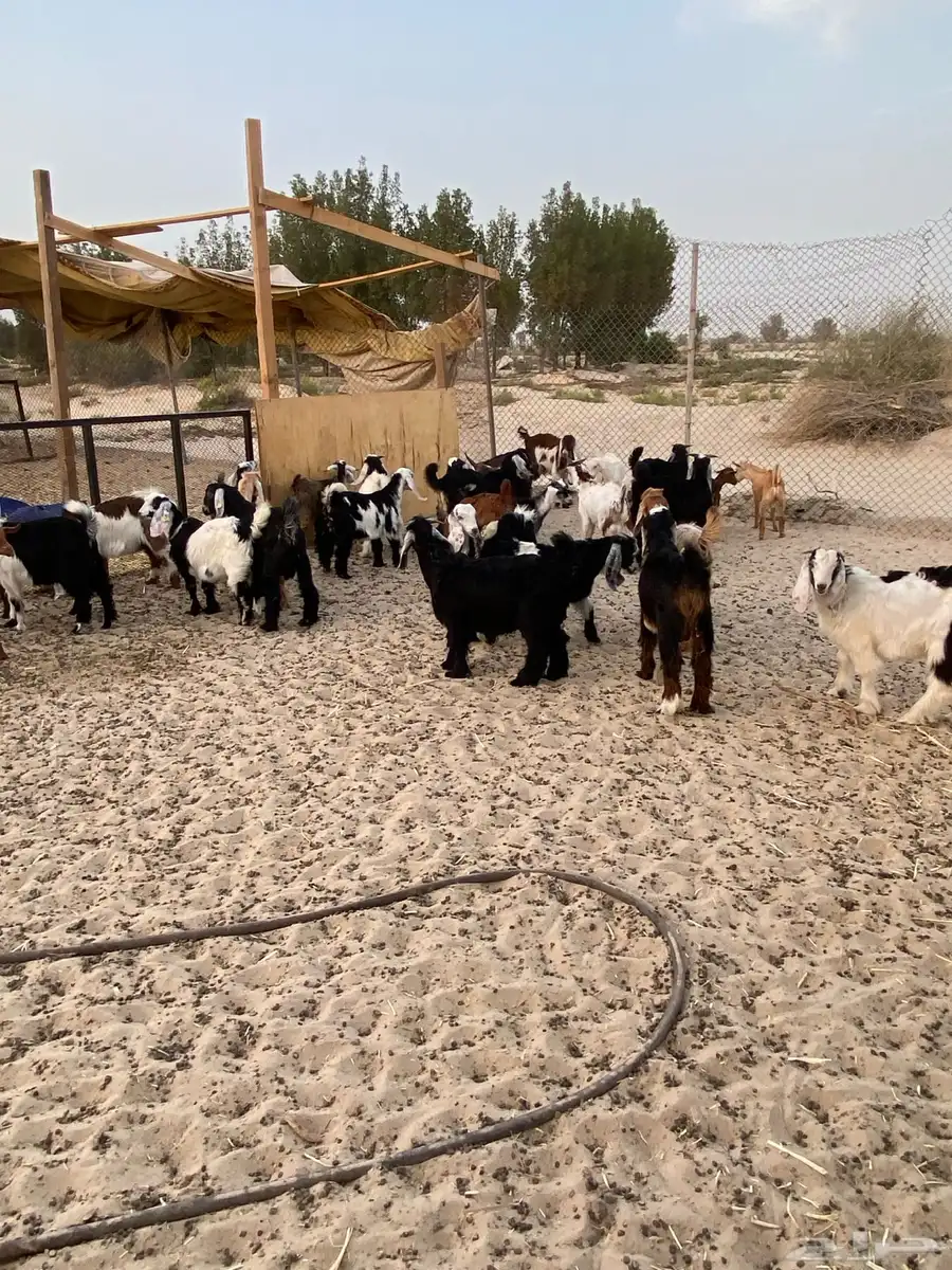 ذبايح للبيع تيوس عوارض وجنوبيات جفار 0