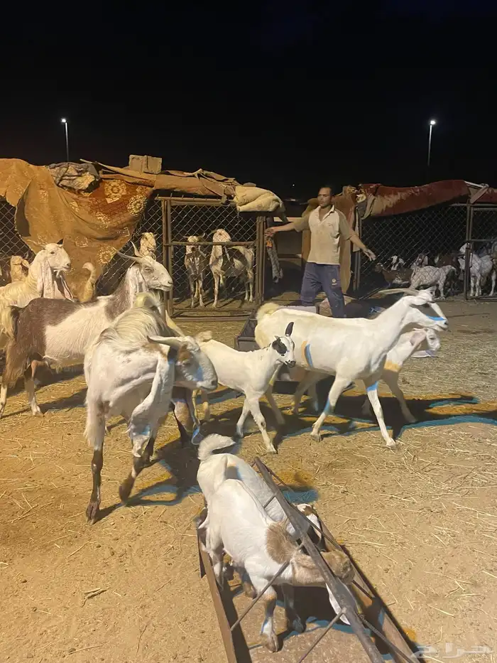انباعت العدد 10 3
