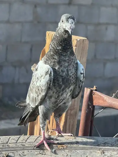 حمام 3