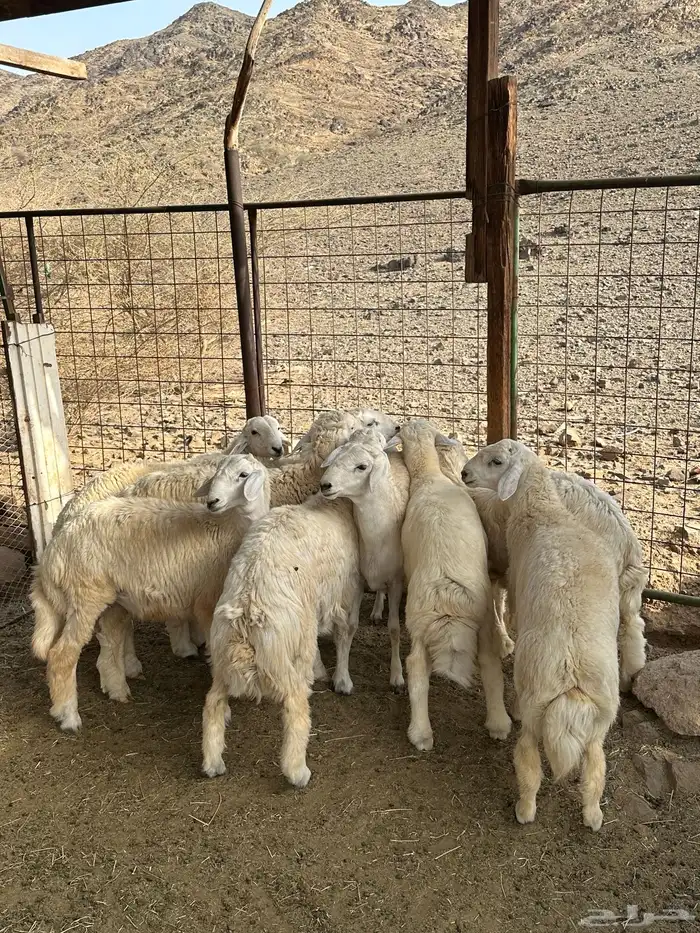 طليان بريه ضحايا إنتاج المراح 1