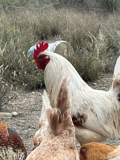 دجاج للبيع العدد 8 21