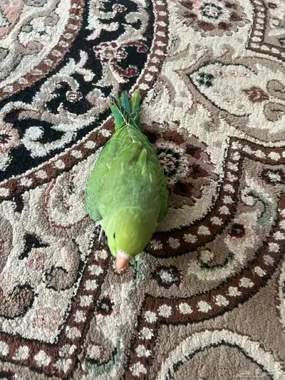 دره عمره 6 شهور تقريبا الليف وهدد داخلي 1
