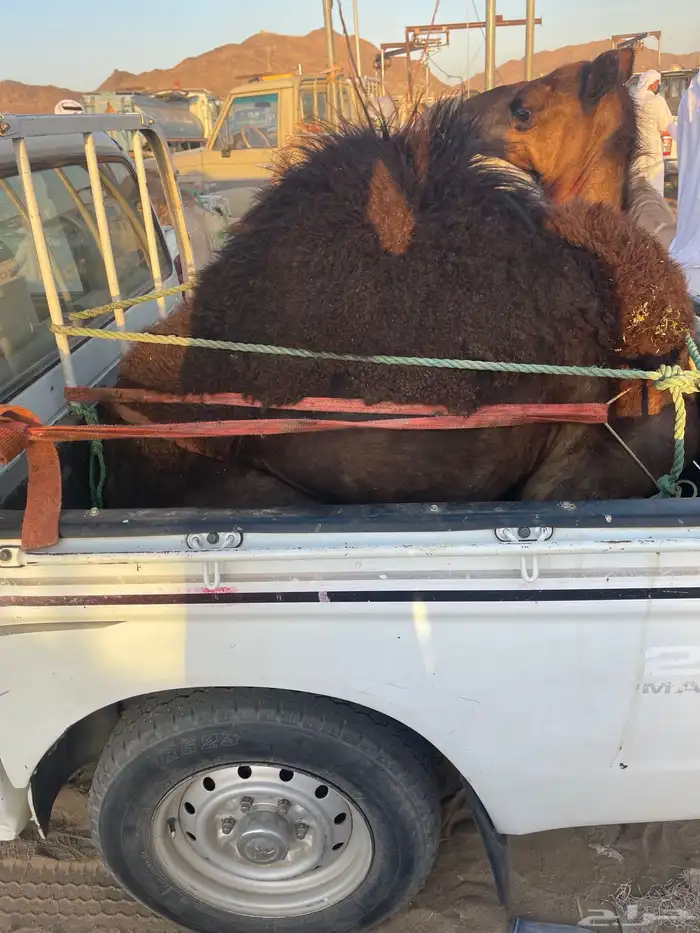 للبيع القعدان الكفو للمبادي وزواجات 9