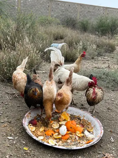 دجاج للبيع العدد 8 13