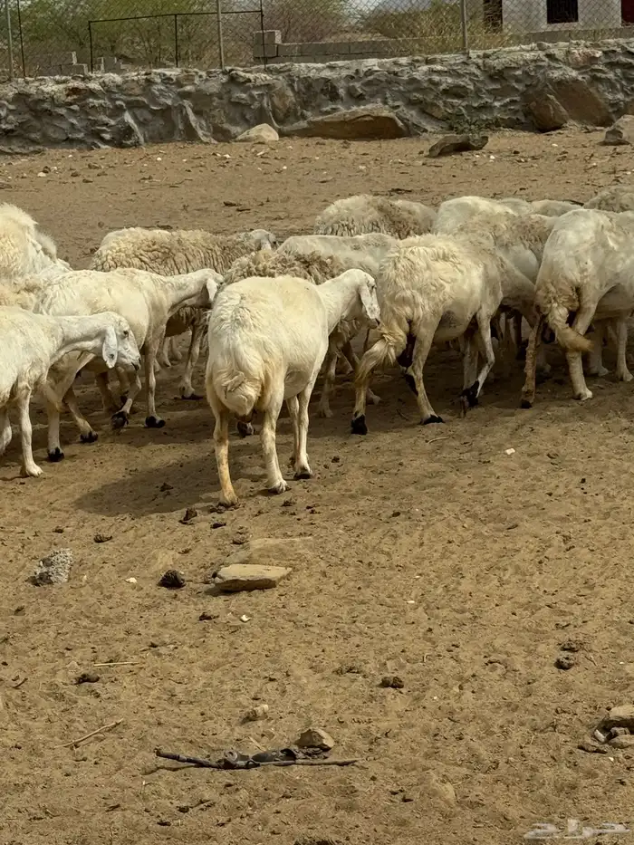 ضان او غنم حري فاخررره وجررروم 22 تحتها 4 ( تم البيع) 2