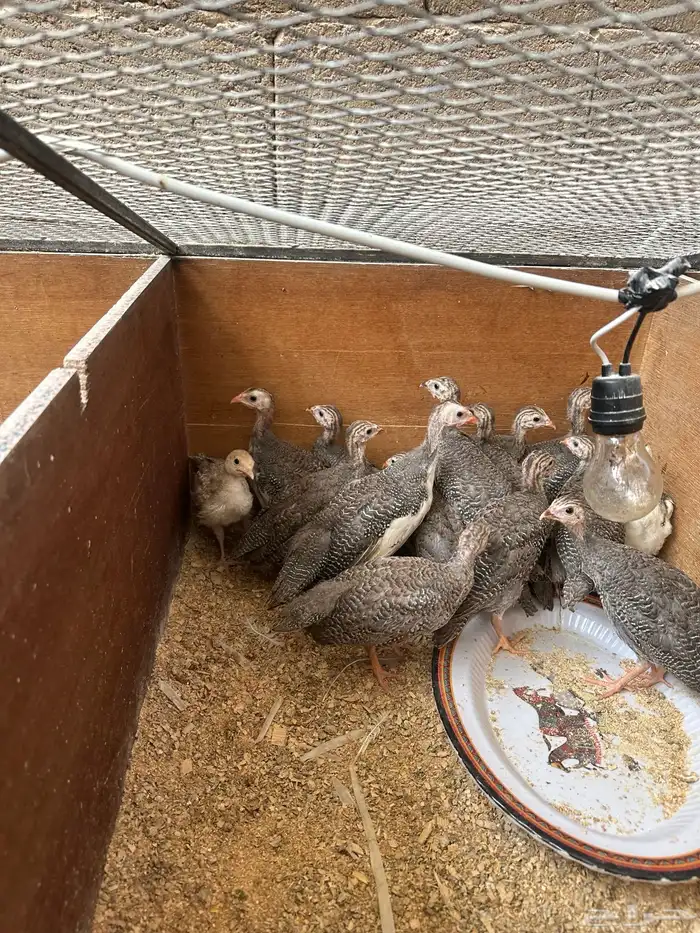 فروخ عمر شهرين وشهر ونص سمان رومي بلدي حبشي 2
